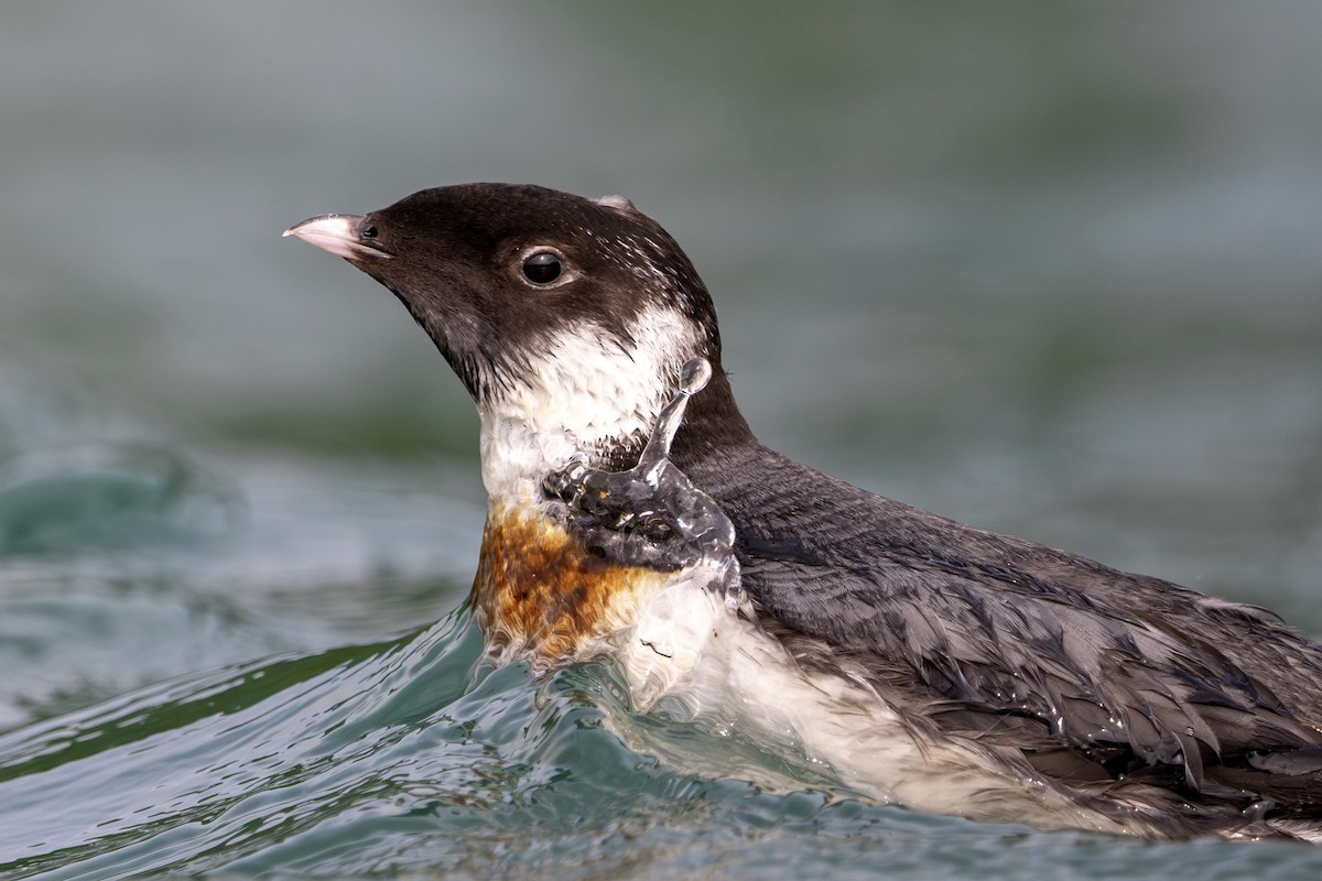 Ancient Murrelet - ML647885501