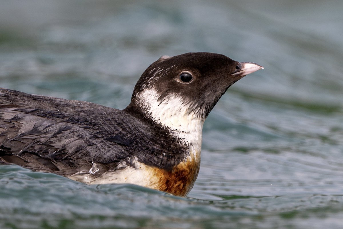 Ancient Murrelet - ML647885502