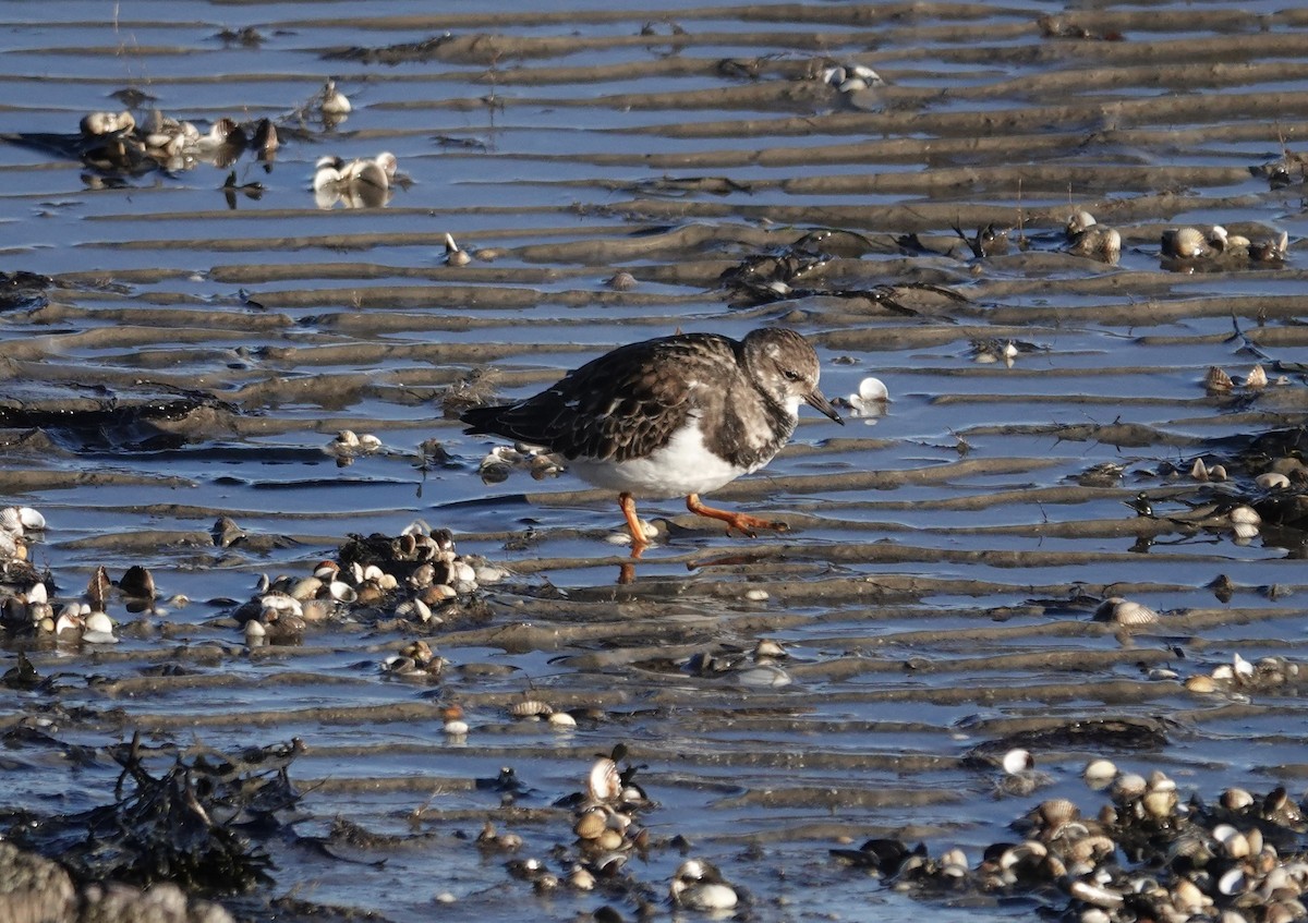Ruddy Turnstone - ML647885503