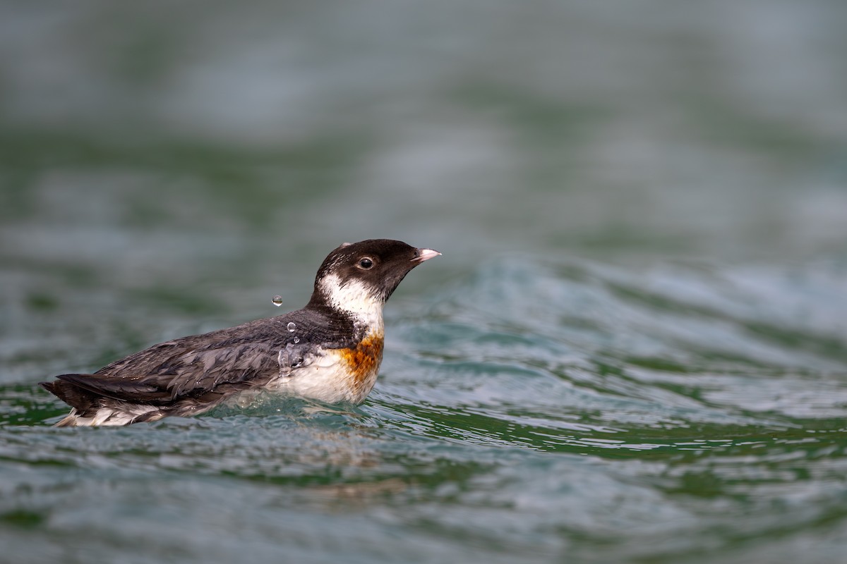 Ancient Murrelet - ML647885504
