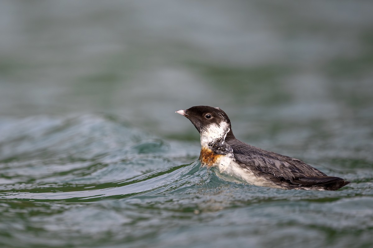 Ancient Murrelet - ML647885505
