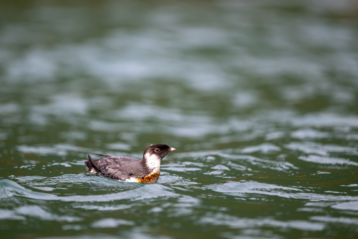 Ancient Murrelet - ML647885506