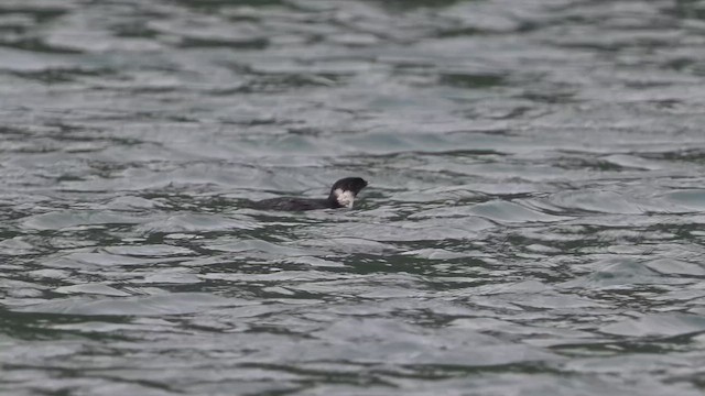 Ancient Murrelet - ML647885507