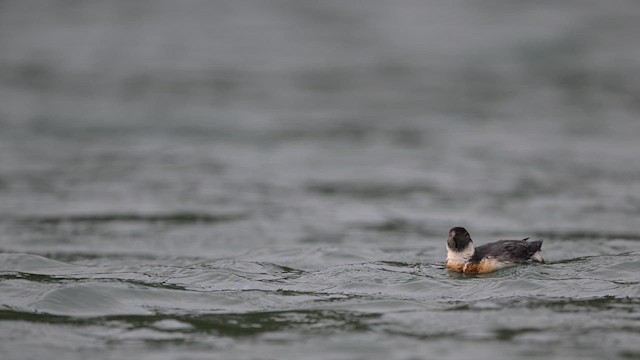 Ancient Murrelet - ML647885508