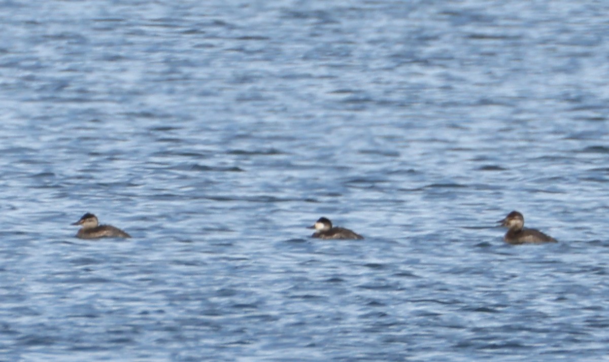 Ruddy Duck - ML647885509