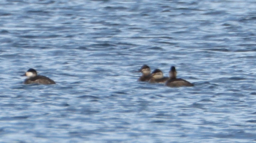 Ruddy Duck - ML647885510