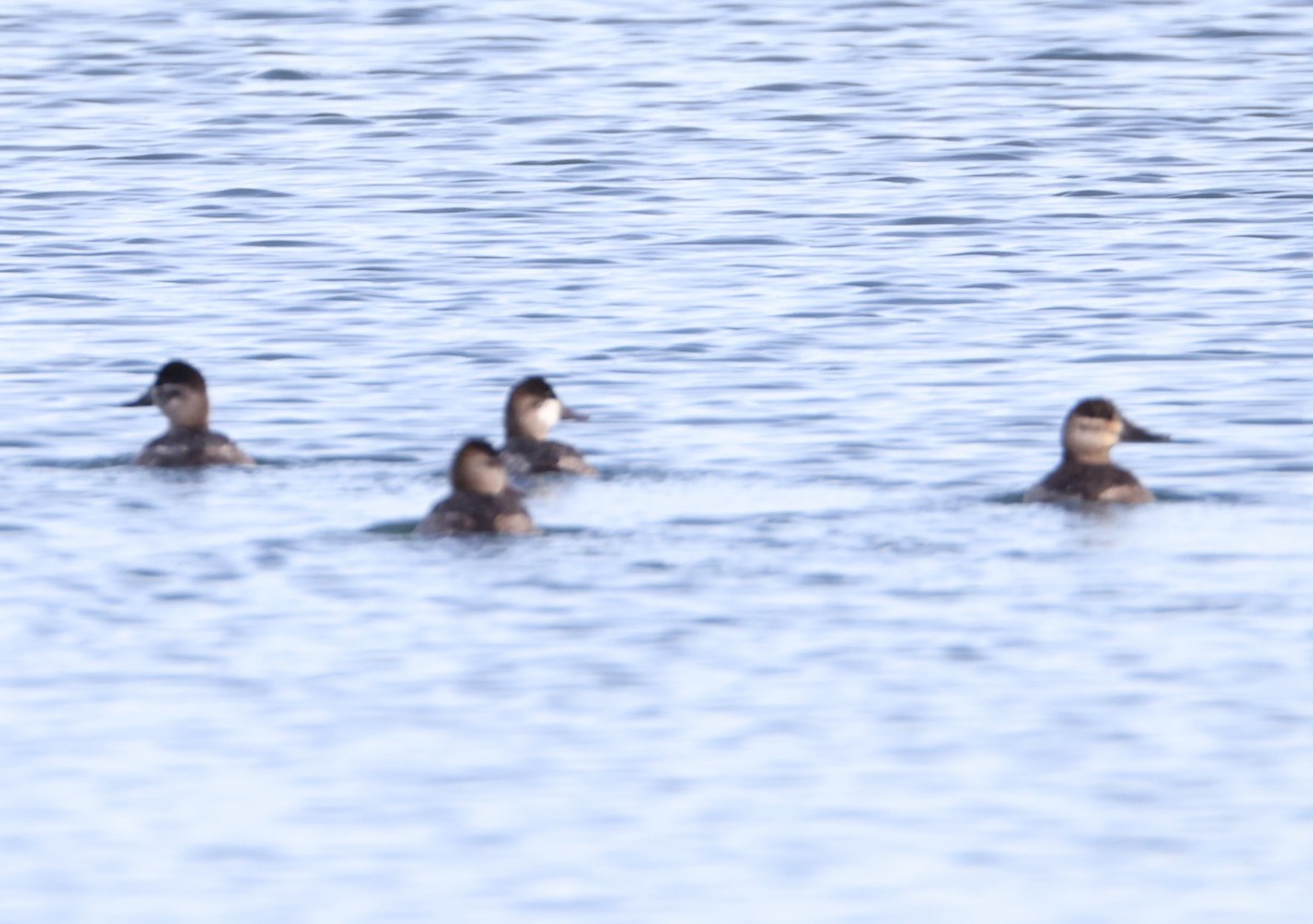 Ruddy Duck - ML647885511