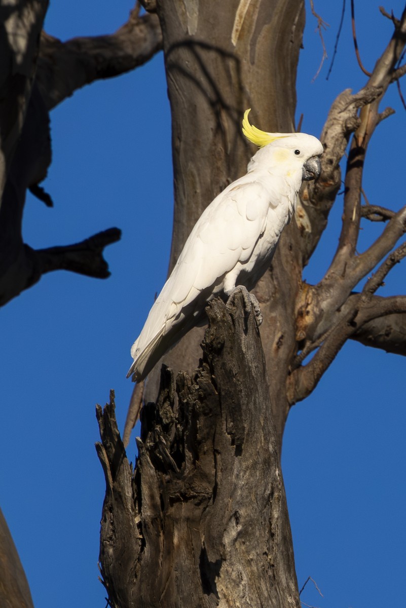 Sulphur-crested Cockatoo - ML647885512