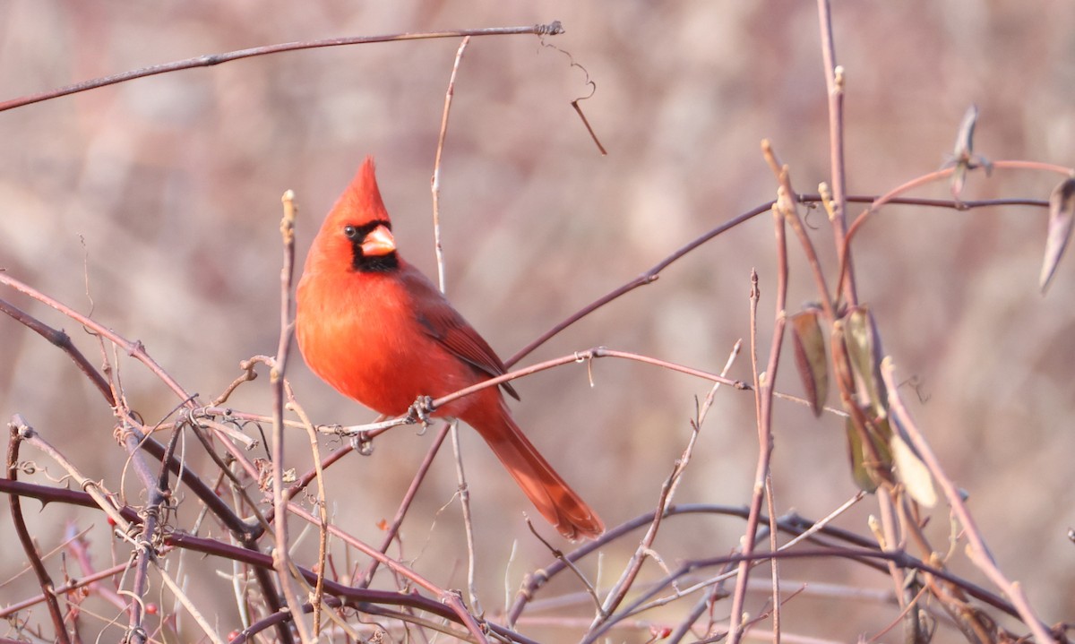 Northern Cardinal - ML647885514