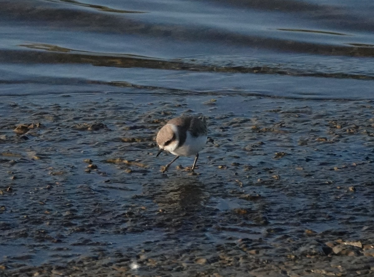 Kentish Plover - ML647885515