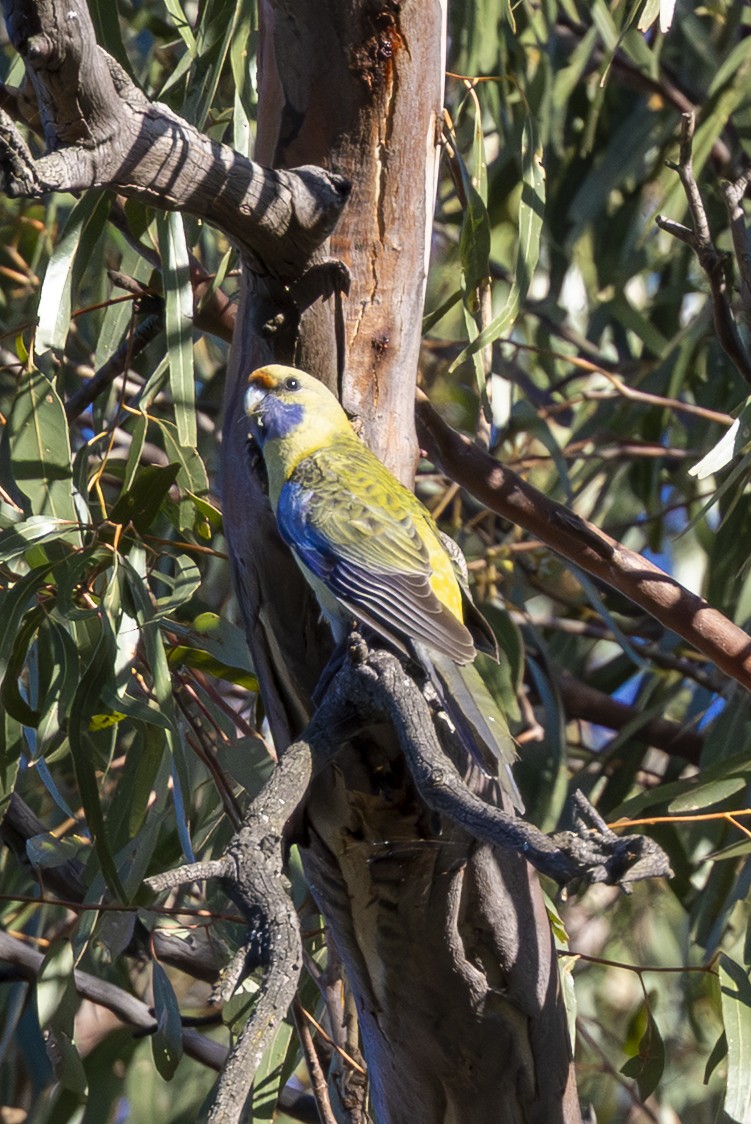 Crimson Rosella - ML647885516