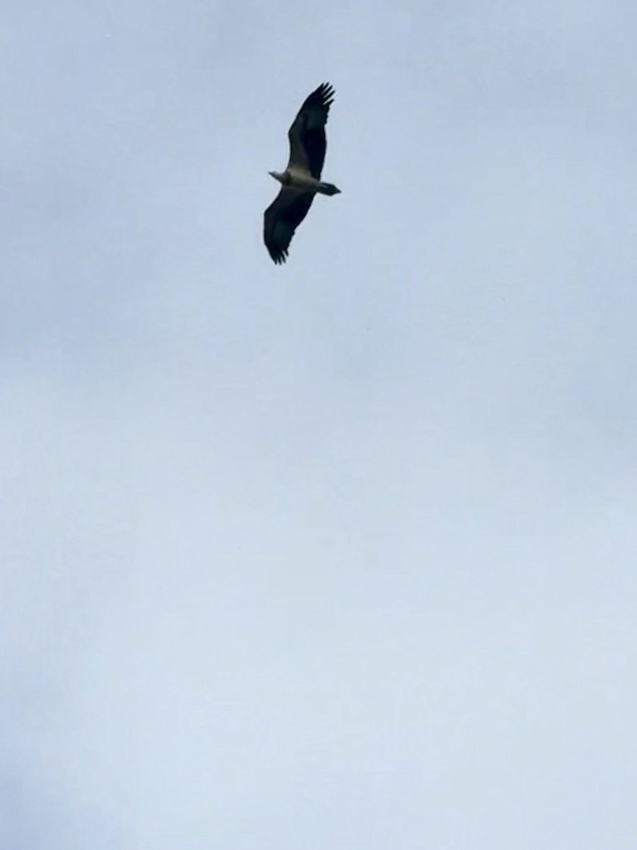 White-bellied Sea-Eagle - ML647885517