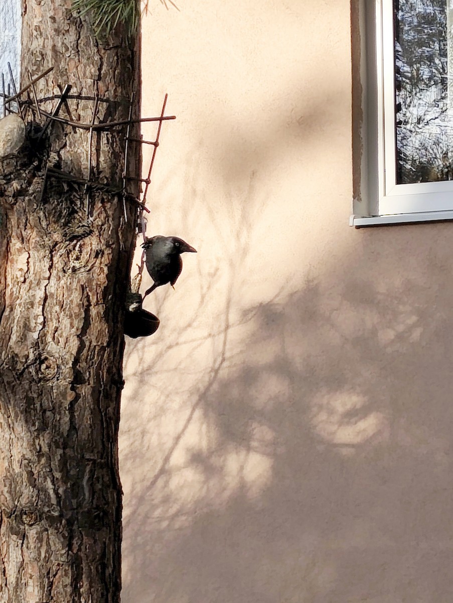 Eurasian Jackdaw - ML647885519