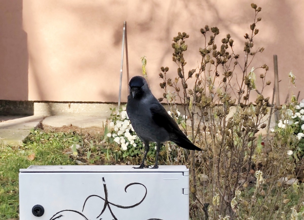 Eurasian Jackdaw - ML647885520