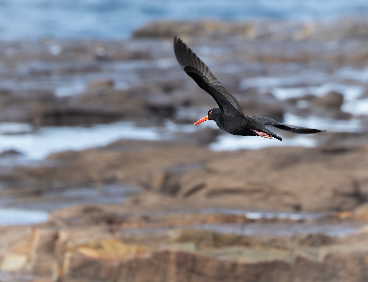 Sooty Oystercatcher - ML647885521
