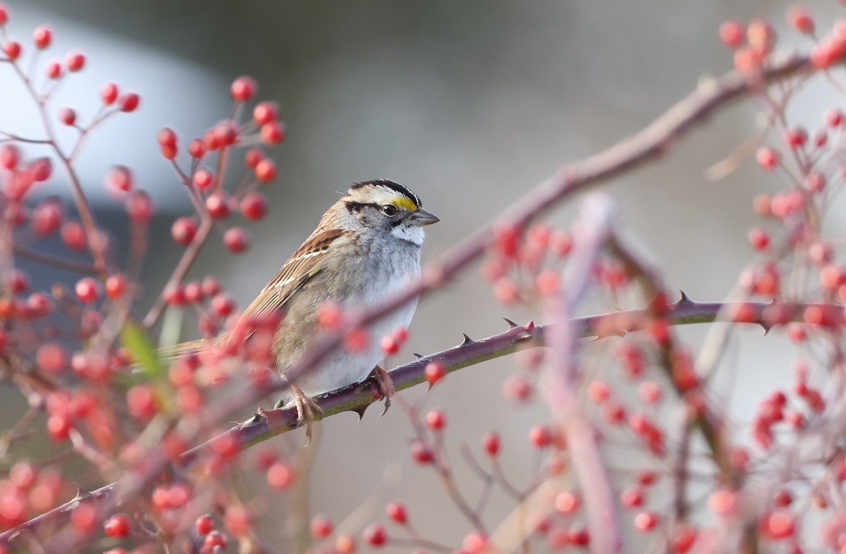 White-throated Sparrow - ML647885523