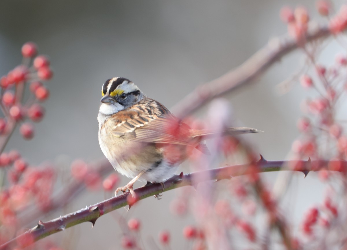White-throated Sparrow - ML647885524