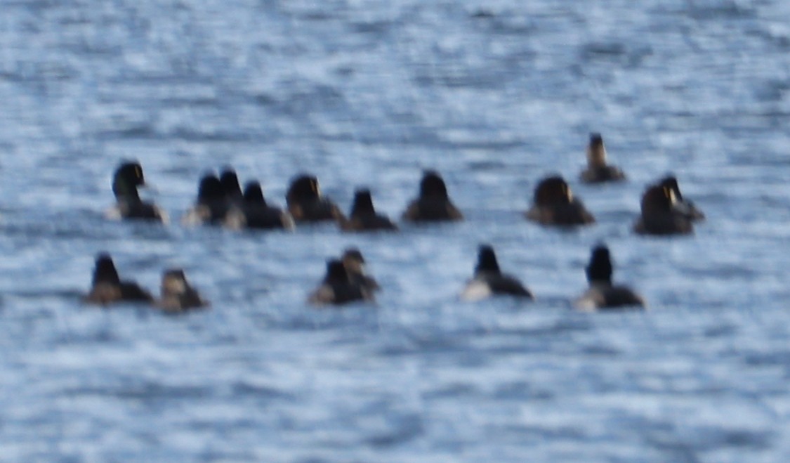 Морская чернеть - ML647885537