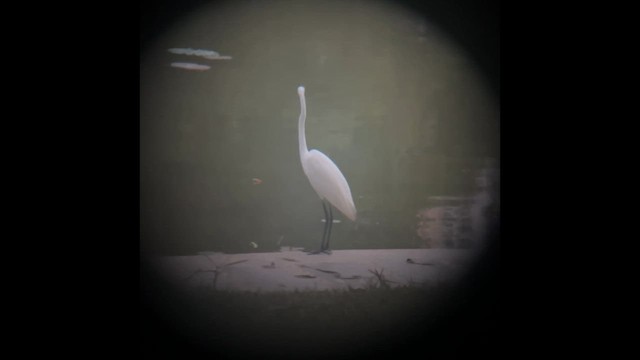 volavka bílá - ML647885566