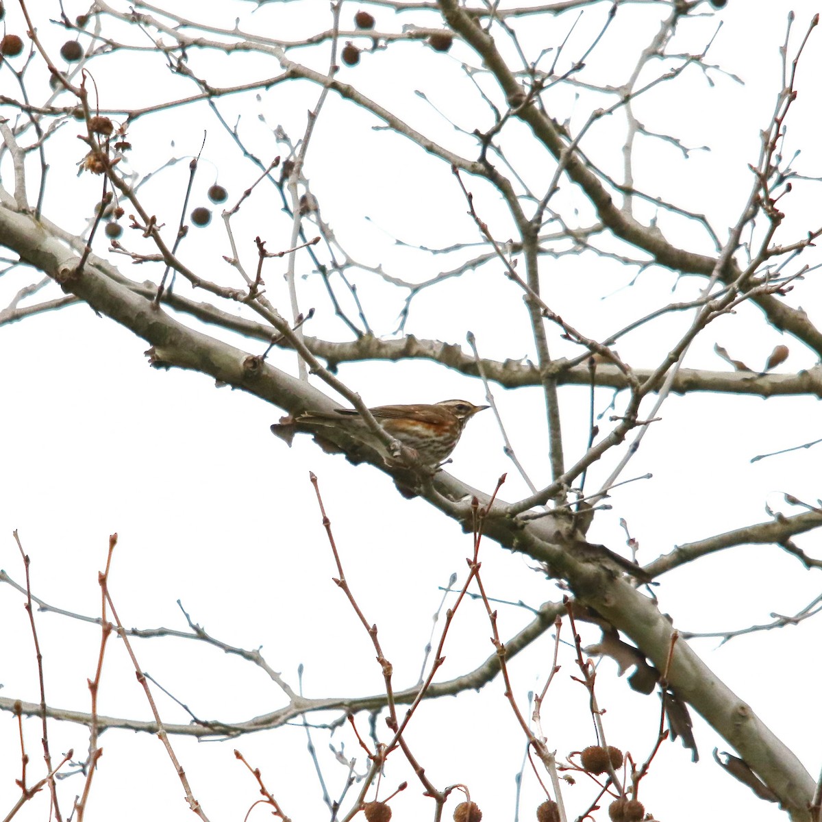 Цагаан хөмсөгт хөөндэй - ML647885572