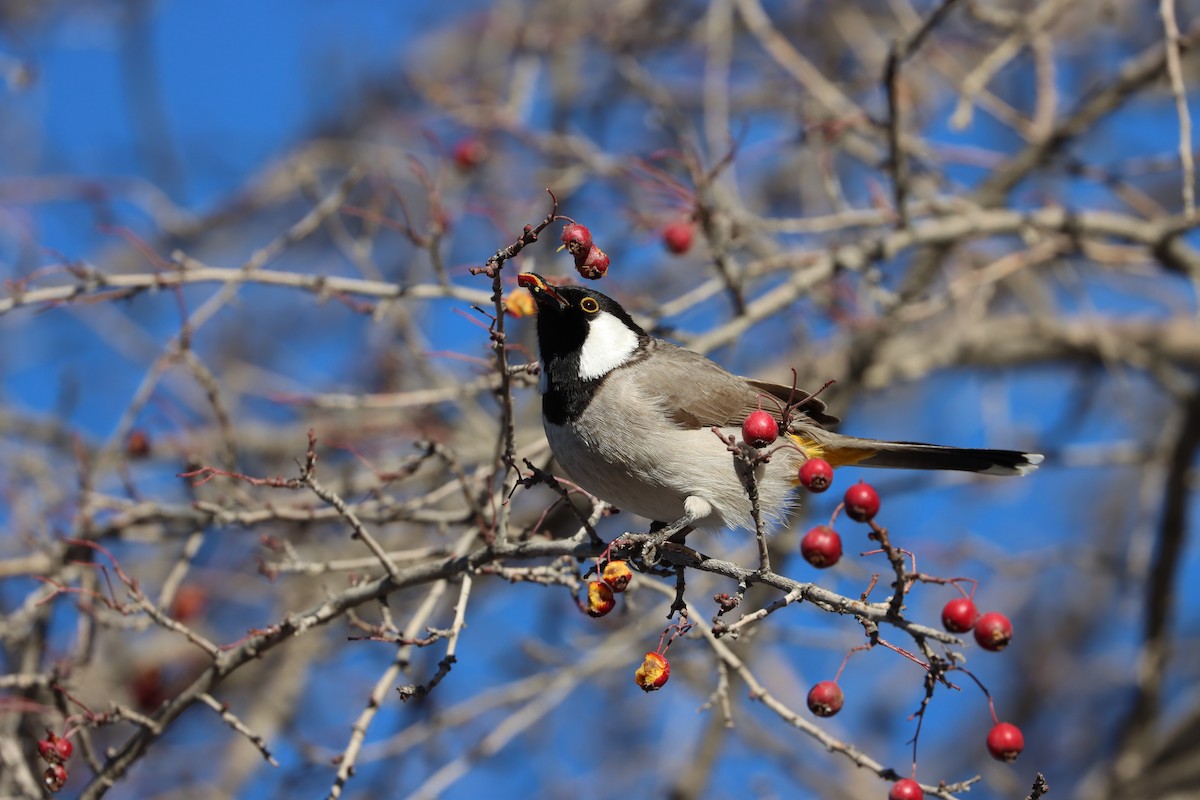 White-eared Bulbul - ML647885581