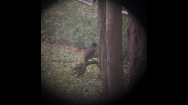 黑臉噪眉 - ML647885593