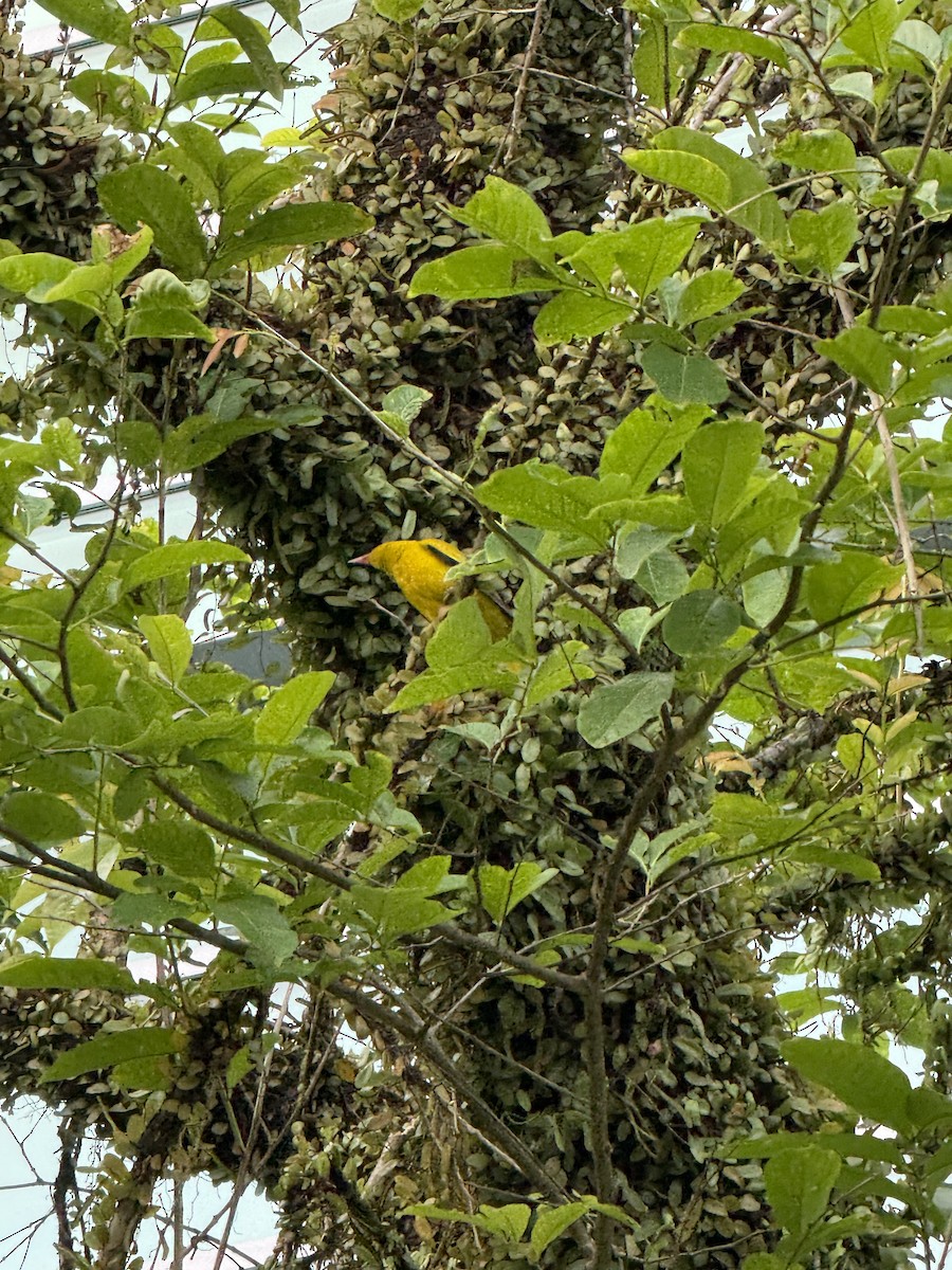 黃鸝 - ML647885594