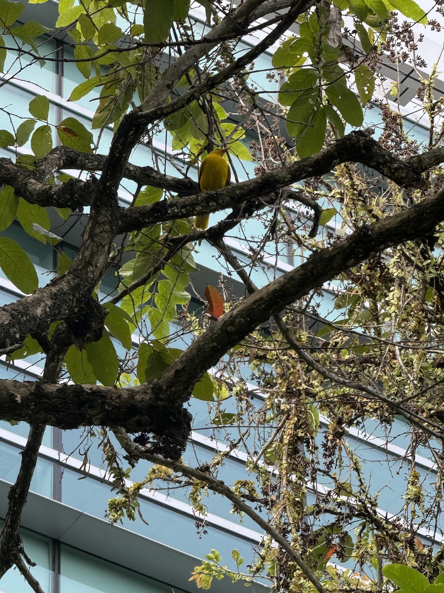 黃鸝 - ML647885595