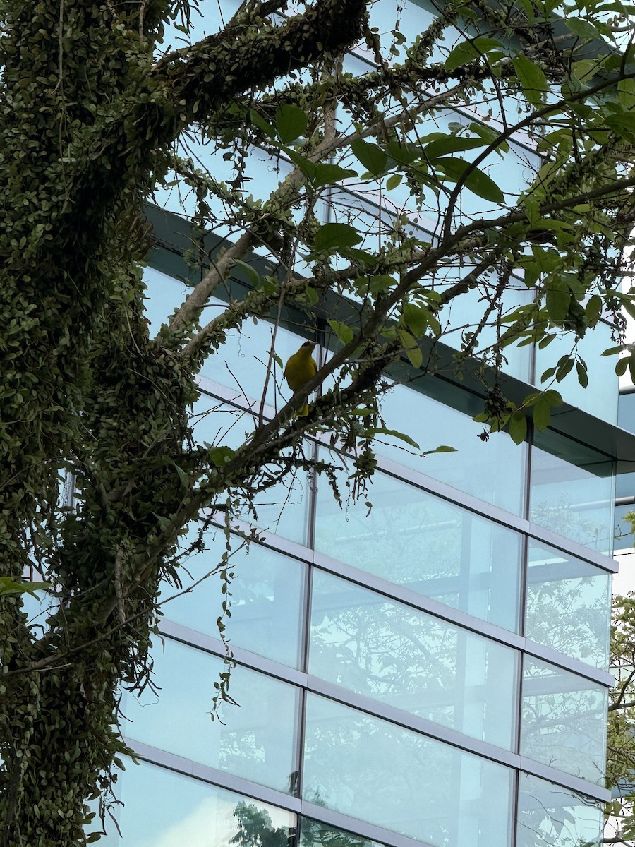 黃鸝 - ML647885596