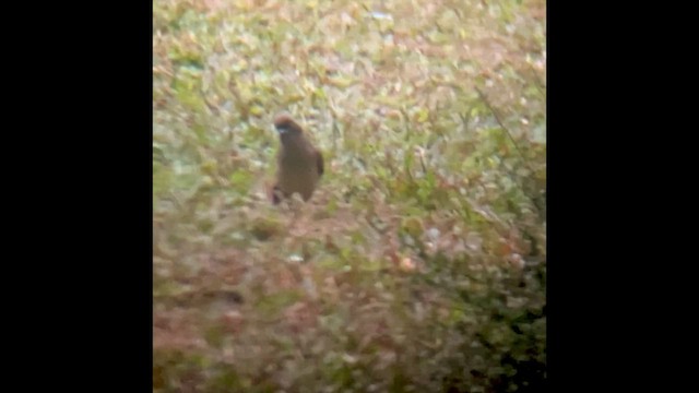 Masked Laughingthrush - ML647885597