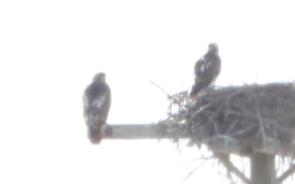 Red-tailed Hawk - ML647885598