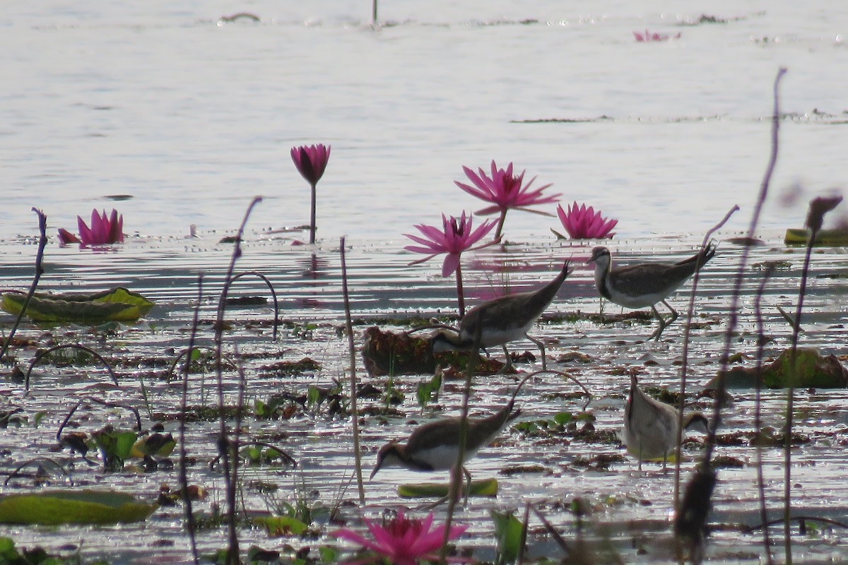 水雉 - ML647885600