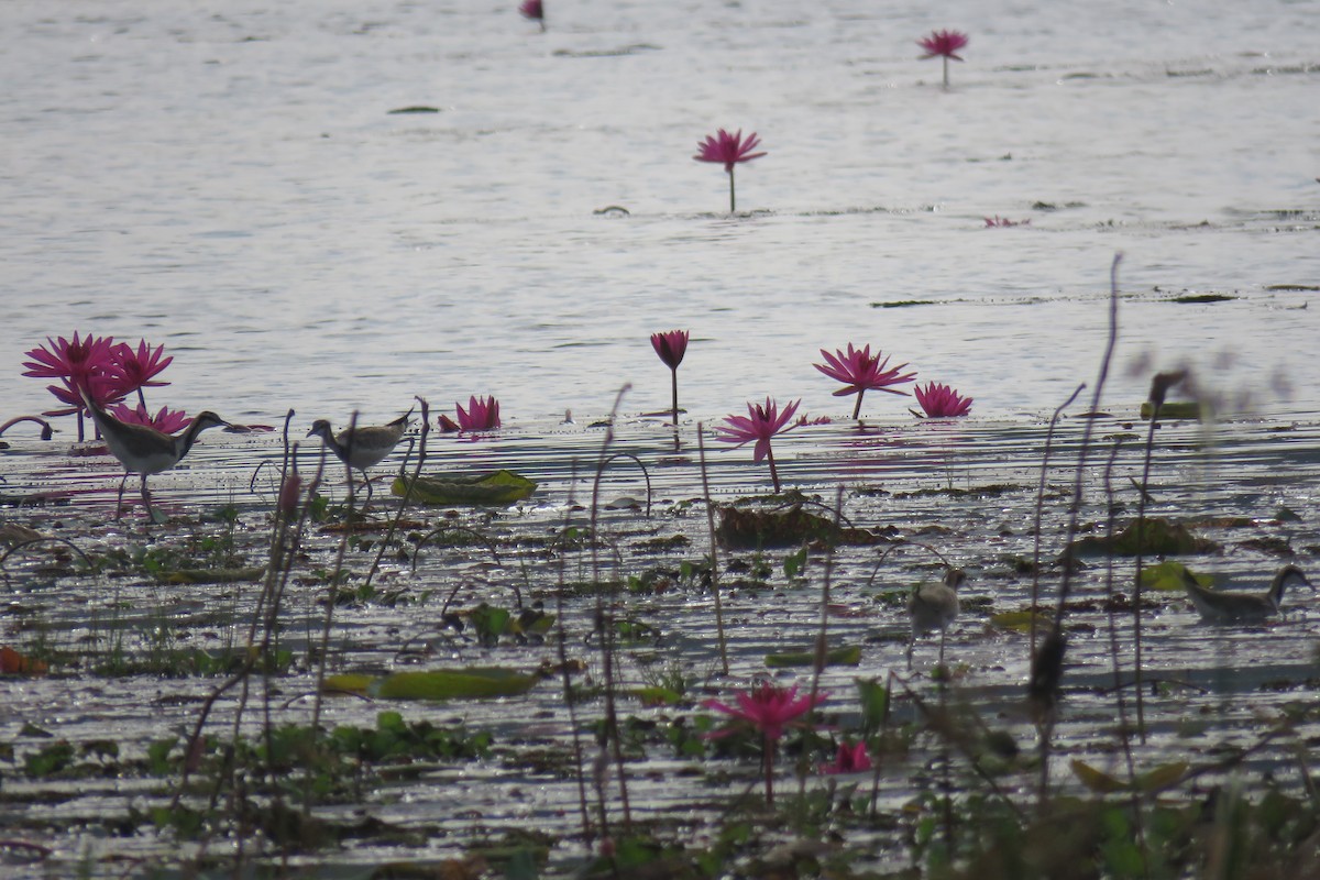 水雉 - ML647885601