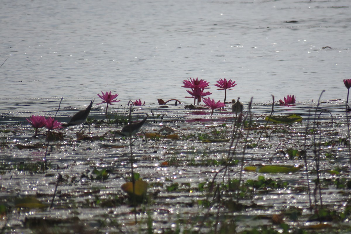 水雉 - ML647885602