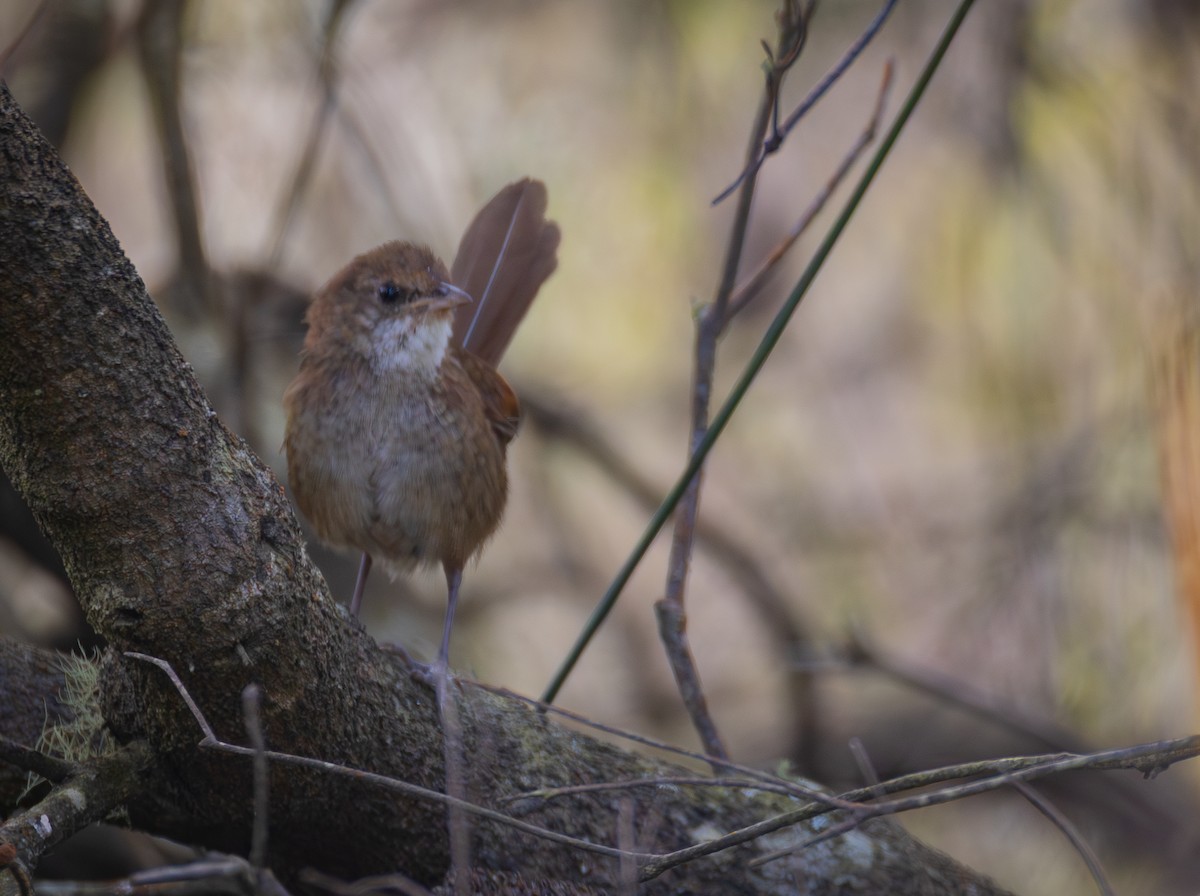 Eastern Bristlebird - ML647885603