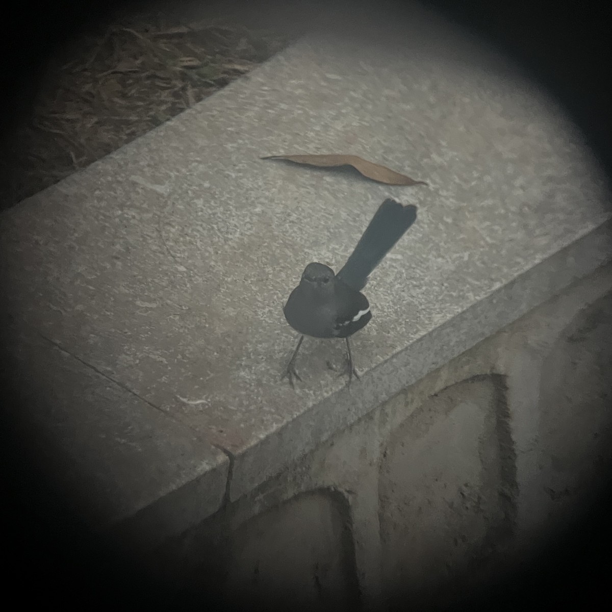 鵲鴝 - ML647885605