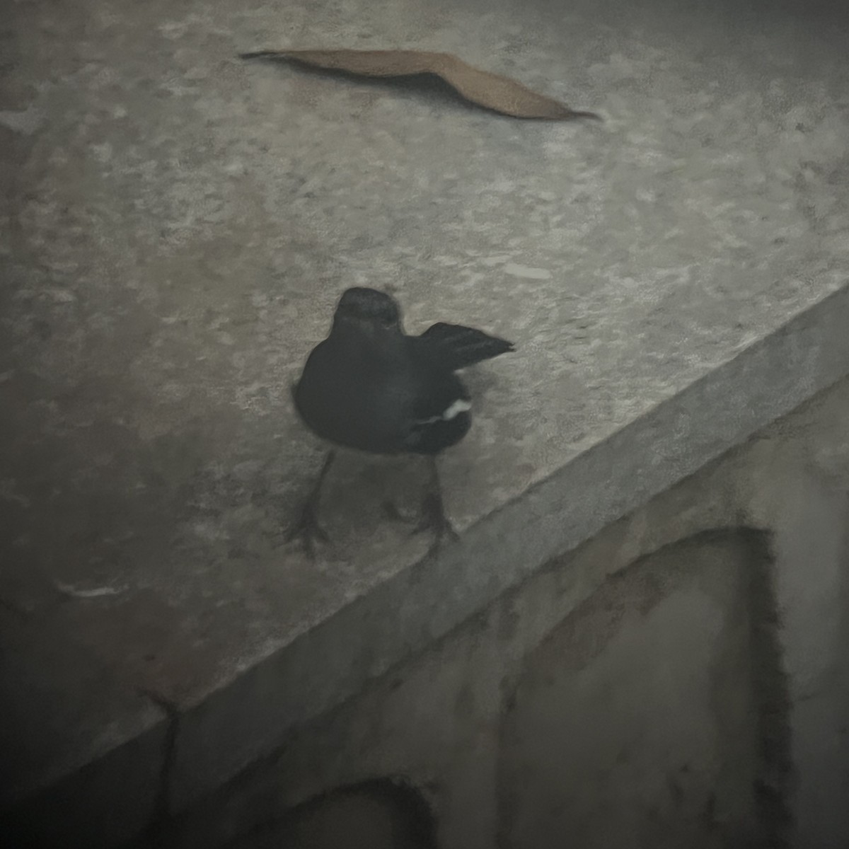 鵲鴝 - ML647885606