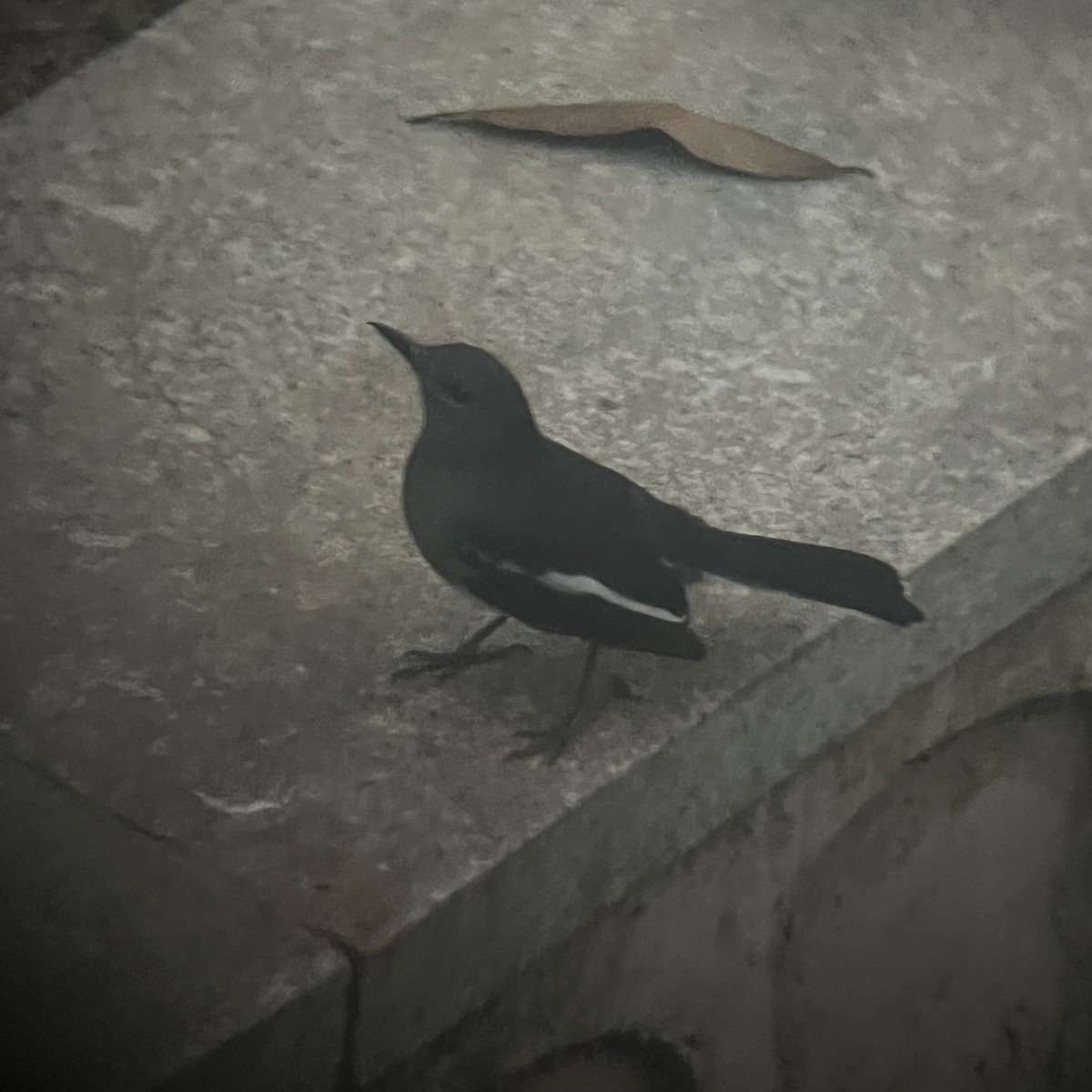 鵲鴝 - ML647885607