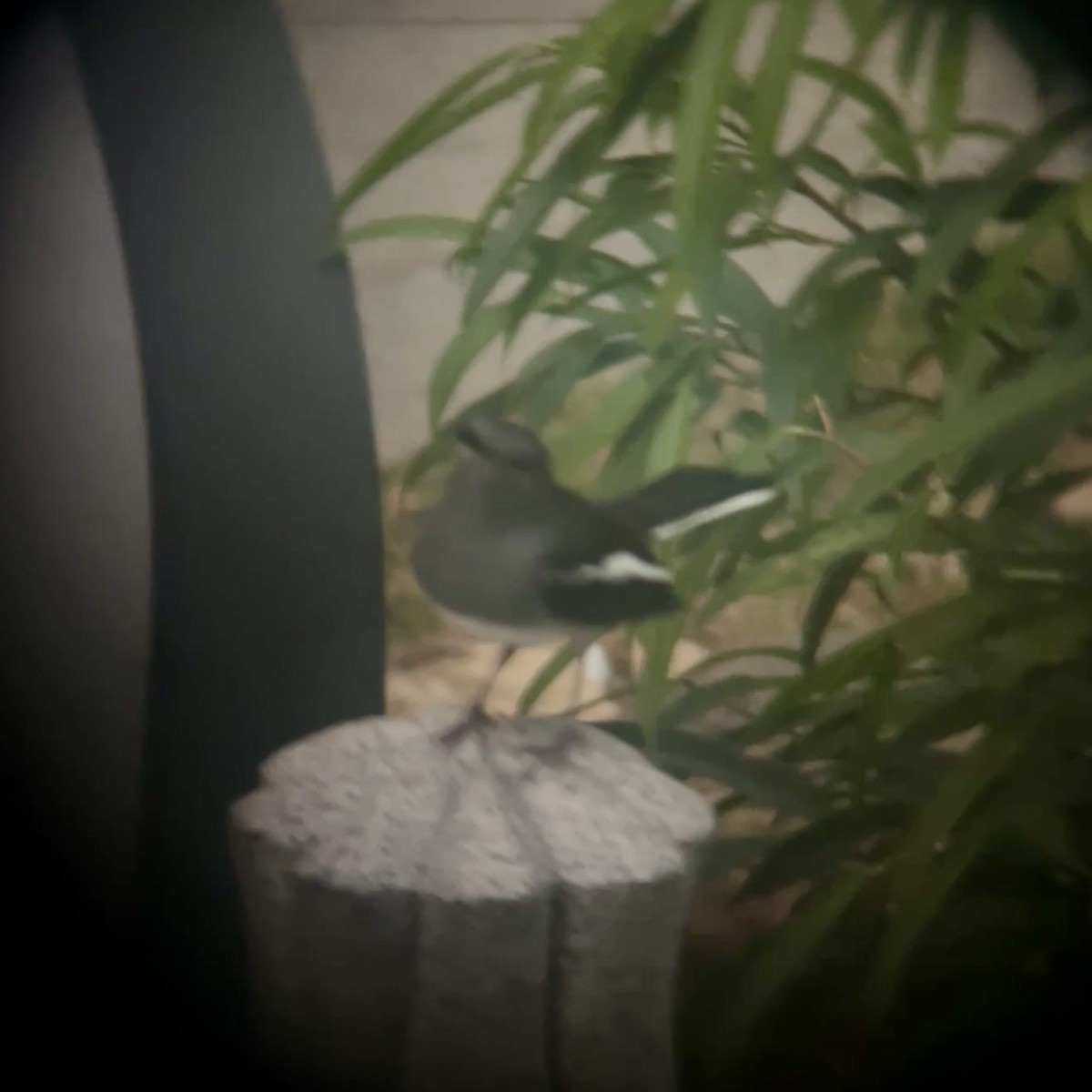 鵲鴝 - ML647885608