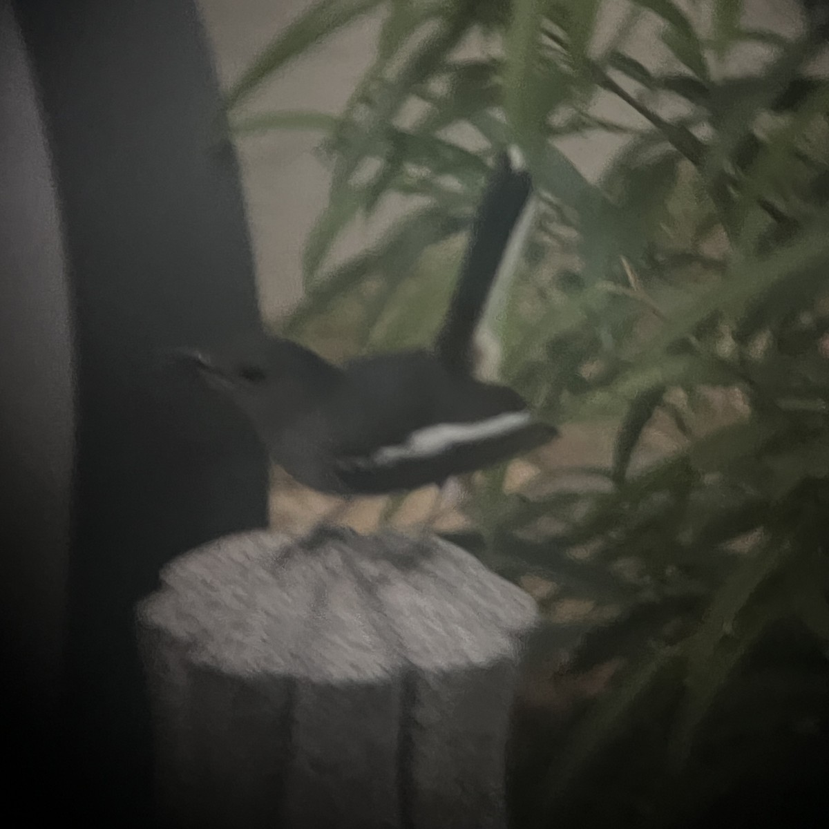 鵲鴝 - ML647885609