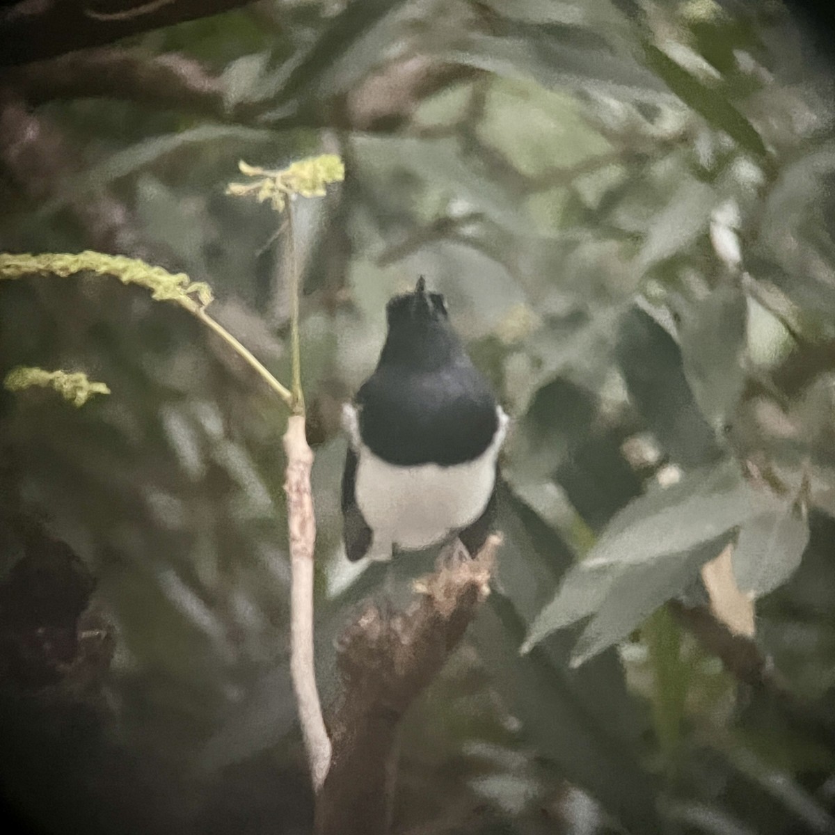 鵲鴝 - ML647885610