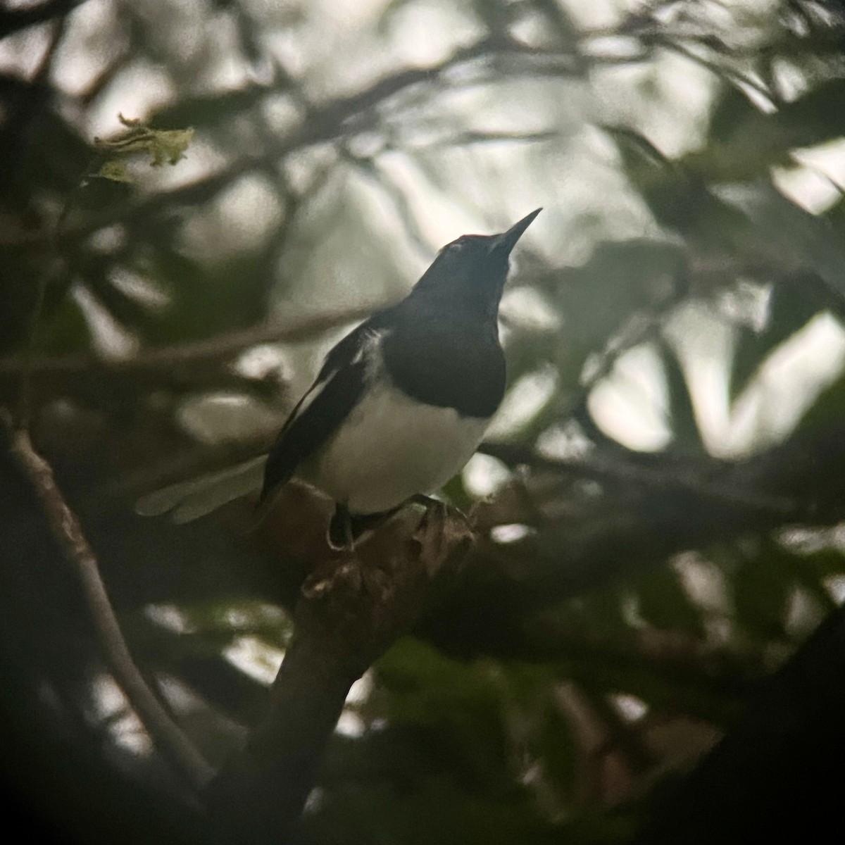 鵲鴝 - ML647885611