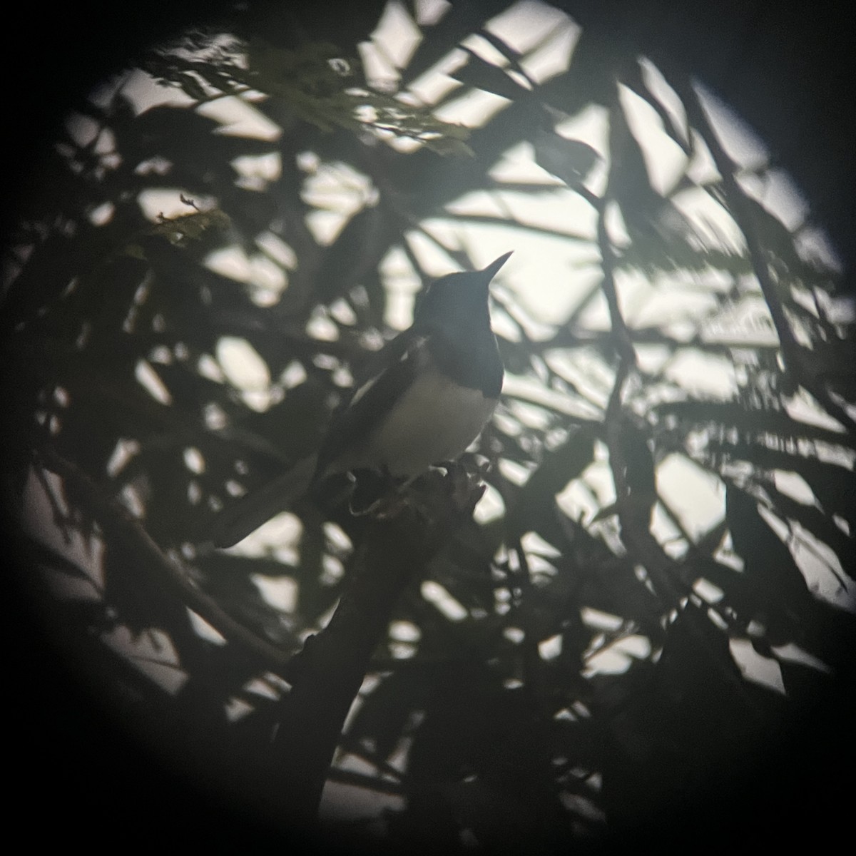 鵲鴝 - ML647885612