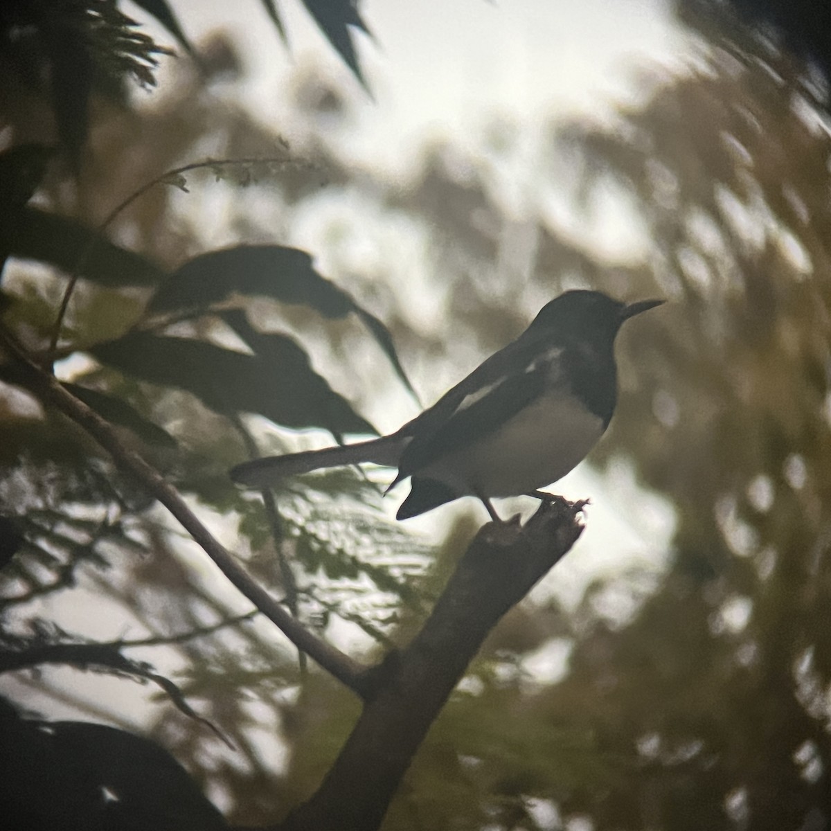 鵲鴝 - ML647885613