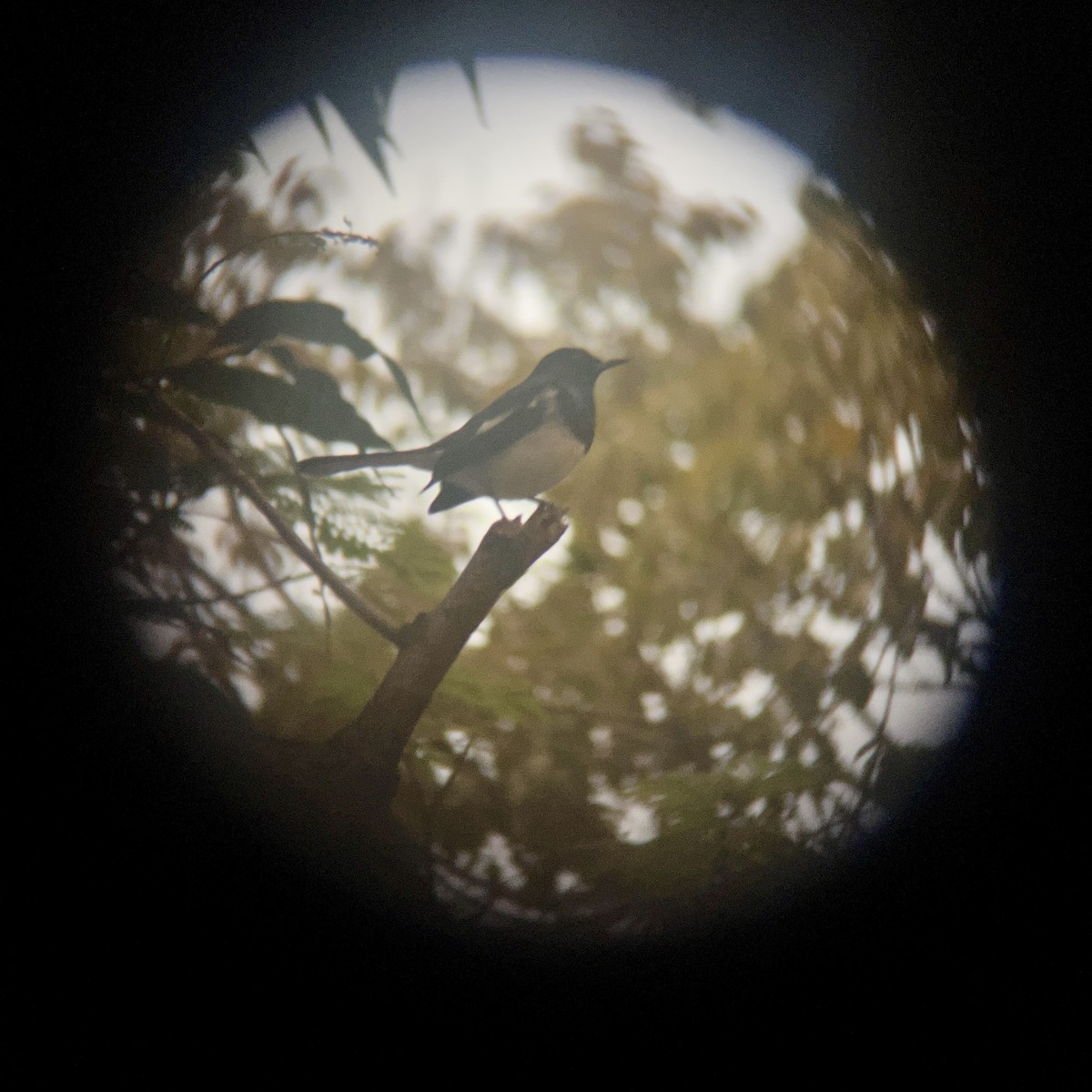 鵲鴝 - ML647885614