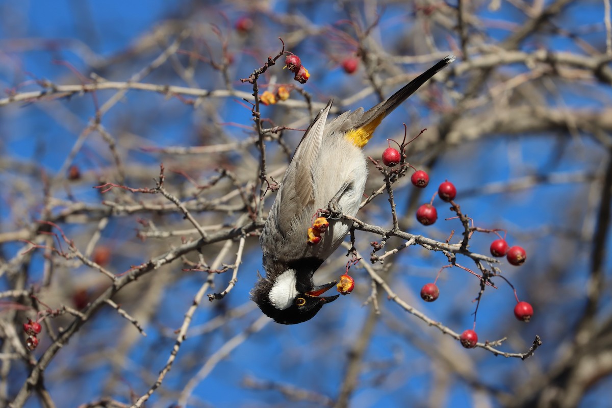 White-eared Bulbul - ML647885616