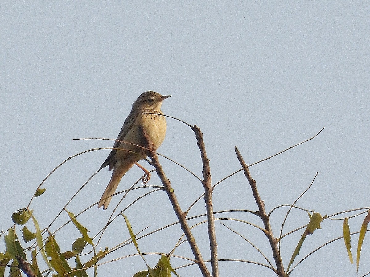 林鷚 - ML647885617