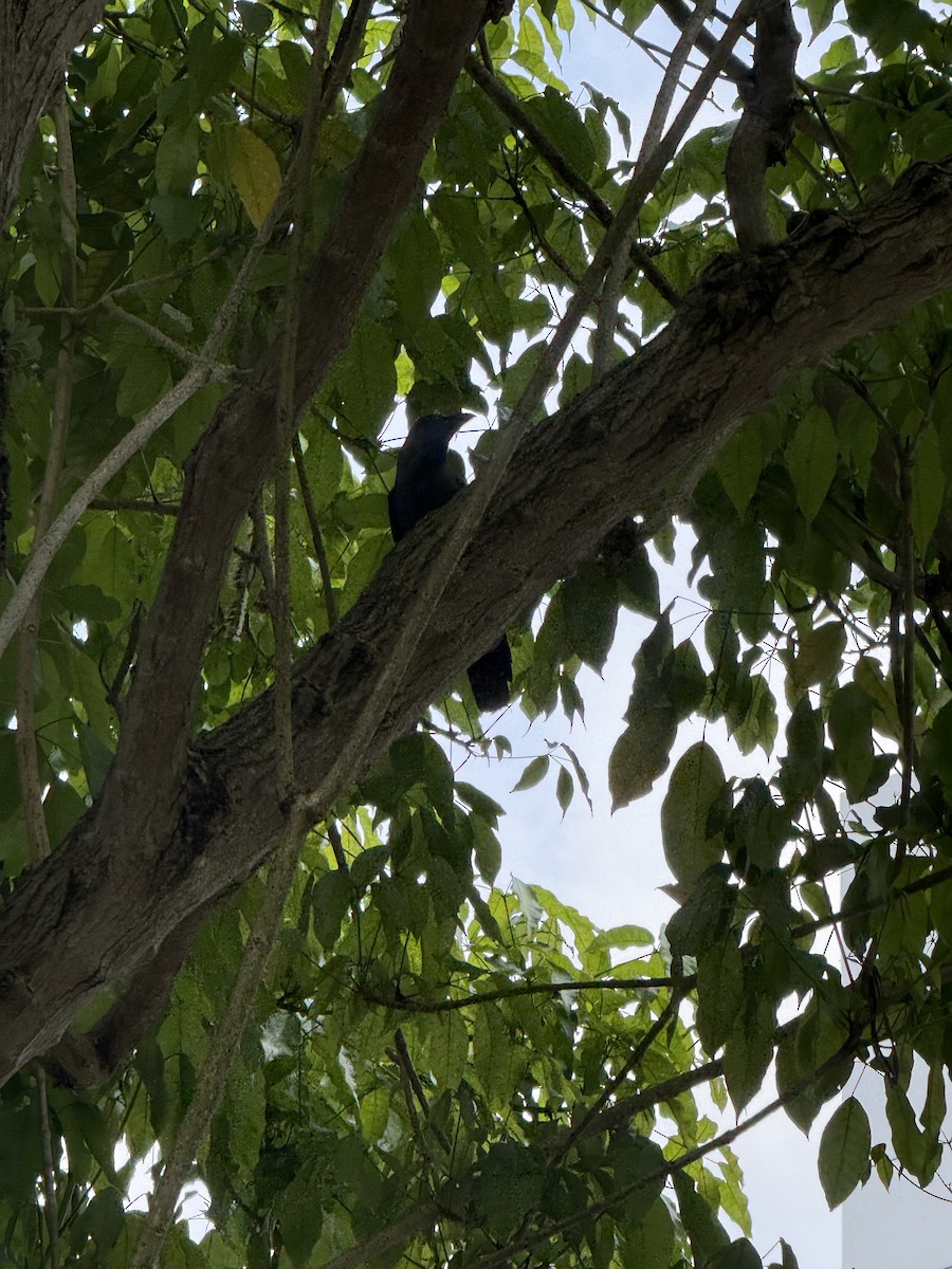 家烏鴉 - ML647885618