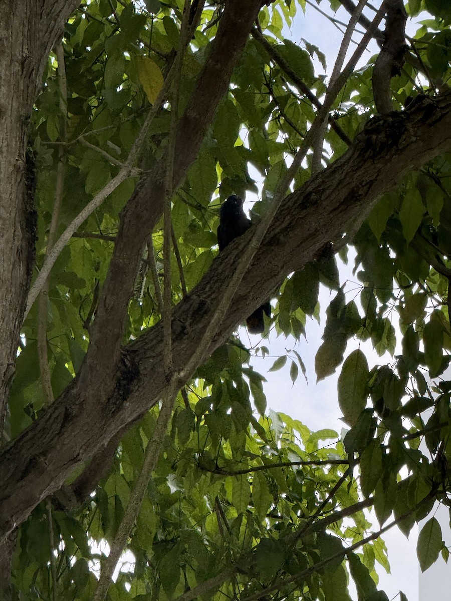 家烏鴉 - ML647885619