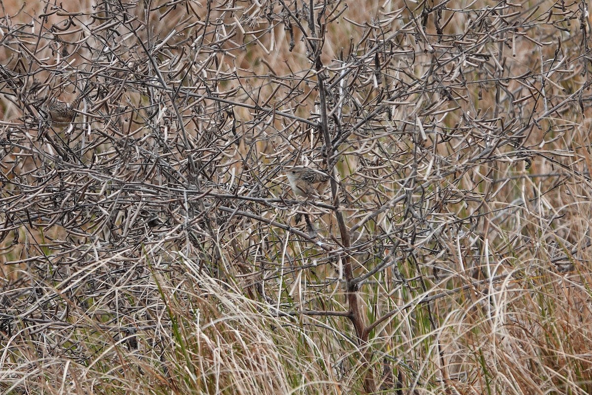 Sedge Wren - ML647885620